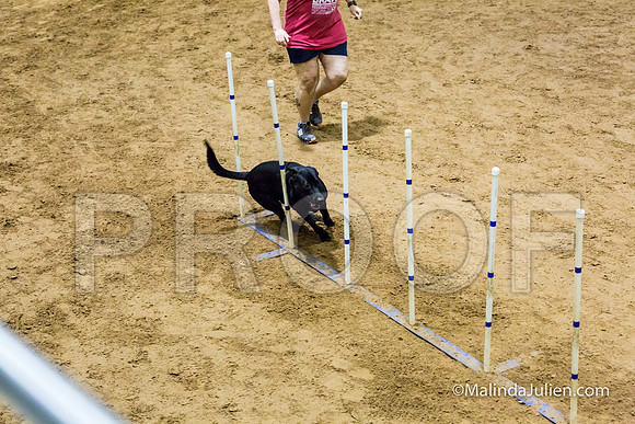 Agility STD Sun 20 Labrador Retriever Decoy-JJJ_7516-HR3