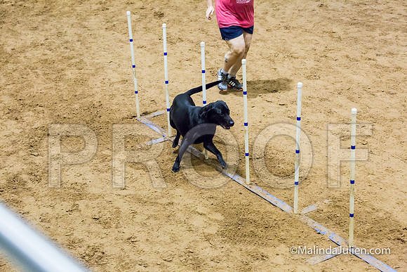 Agility STD Sun 20 Labrador Retriever Decoy-JJJ_7517-HR3