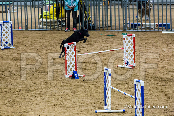 Agility STD Sun 20 Labrador Retriever Quinn-JJJ_5504-HR3