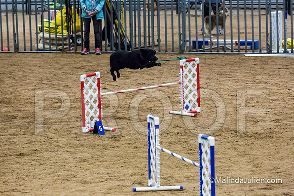 Agility STD Sun 20 Labrador Retriever Quinn-JJJ_5505-HR3