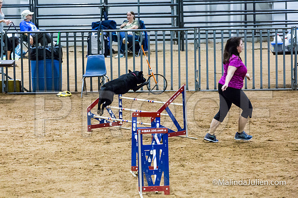 Agility STD Sun 20 Labrador Retriever Quinn-JJJ_5506-HR3