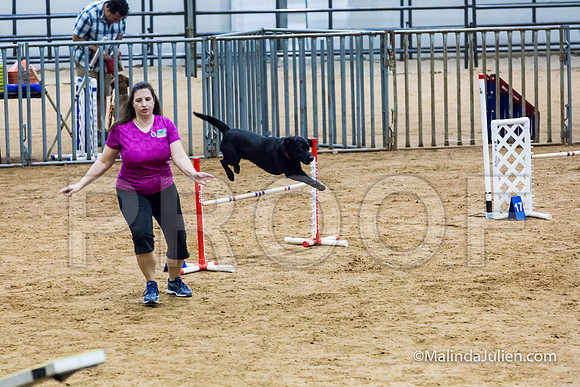 Agility STD Sun 20 Labrador Retriever Quinn-JJJ_5508-HR3