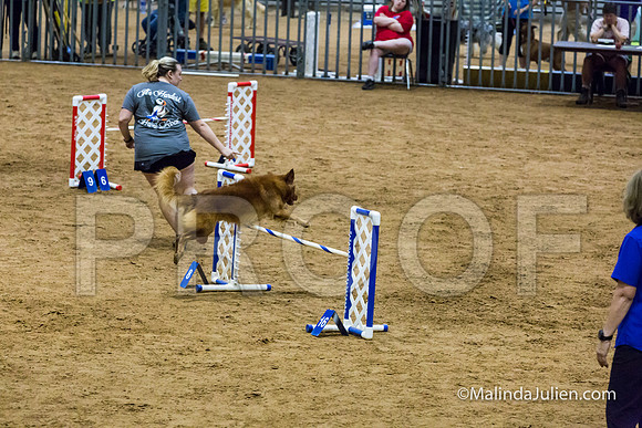 Agility STD Sun 20 Nova Scotia Duck Tolling Retriever Hunter-JJJ_7485-HR3