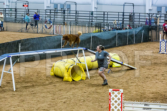 Agility STD Sun 20 Nova Scotia Duck Tolling Retriever Hunter-JJJ_7488-HR3