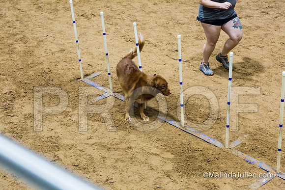 Agility STD Sun 20 Nova Scotia Duck Tolling Retriever Hunter-JJJ_7492-HR3