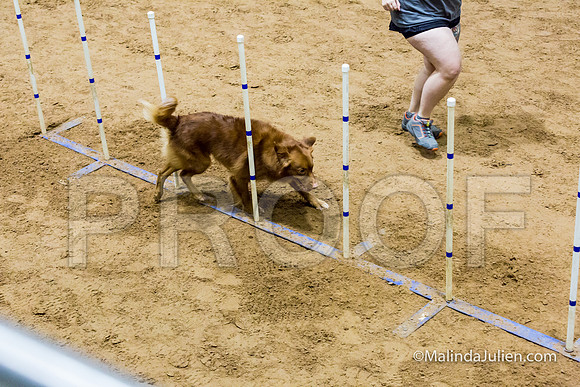 Agility STD Sun 20 Nova Scotia Duck Tolling Retriever Hunter-JJJ_7493-HR3