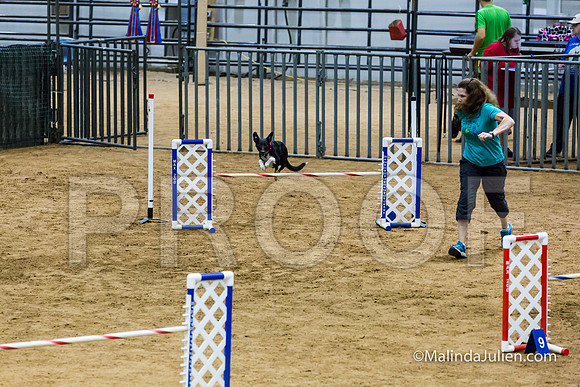 Agility STD Sun 20 Prem All American Dog Allie 2-JJJ_8743-HR3