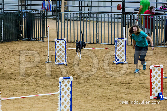 Agility STD Sun 20 Prem All American Dog Allie 2-JJJ_8744-HR3