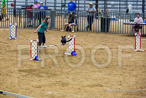 Agility STD Sun 20 Prem All American Dog Allie 2-JJJ_8745-HR3