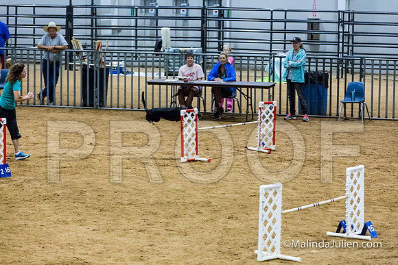 Agility STD Sun 20 Prem All American Dog Allie 2-JJJ_8746-HR3