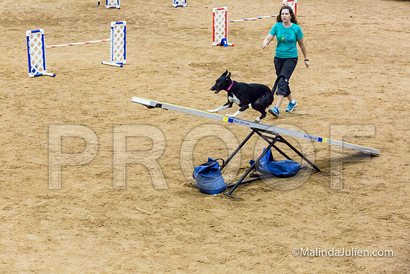 Agility STD Sun 20 Prem All American Dog Allie 2-JJJ_8752-HR3