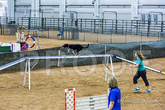Agility STD Sun 20 Prem All American Dog Allie 2-JJJ_8760-HR3