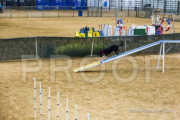 Agility STD Sun 20 Prem All American Dog Allie 2-JJJ_8763-HR3