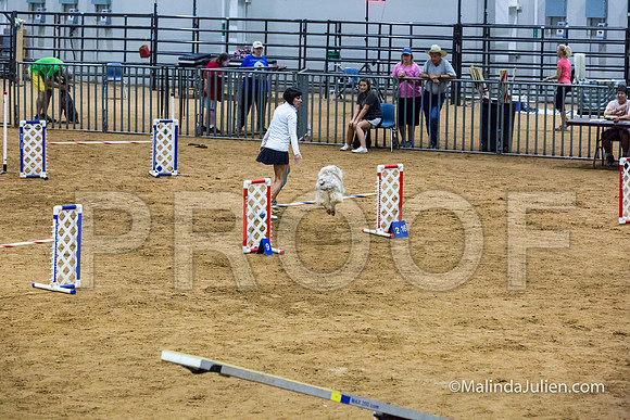 Agility STD Sun 20 Prem Australian Shepherd River-JJJ_8914-HR3