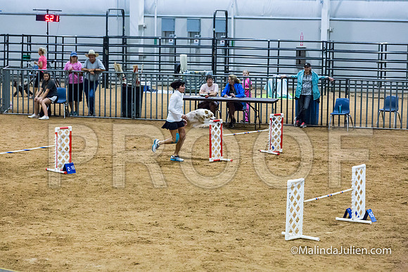 Agility STD Sun 20 Prem Australian Shepherd River-JJJ_8915-HR3
