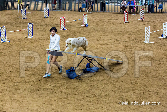 Agility STD Sun 20 Prem Australian Shepherd River-JJJ_8919-HR3
