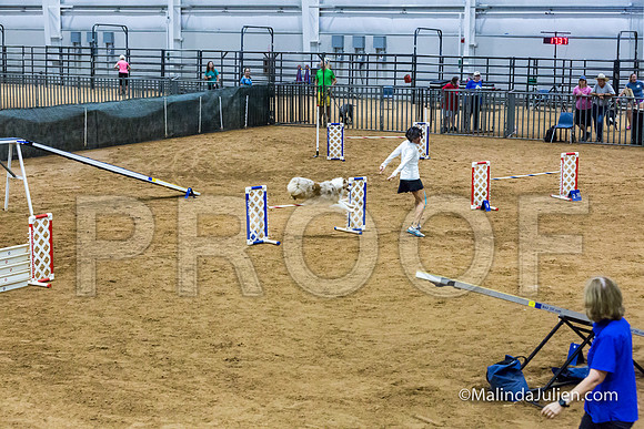Agility STD Sun 20 Prem Australian Shepherd River-JJJ_8922-HR3