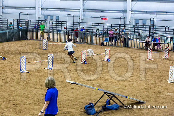 Agility STD Sun 20 Prem Australian Shepherd River-JJJ_8923-HR3