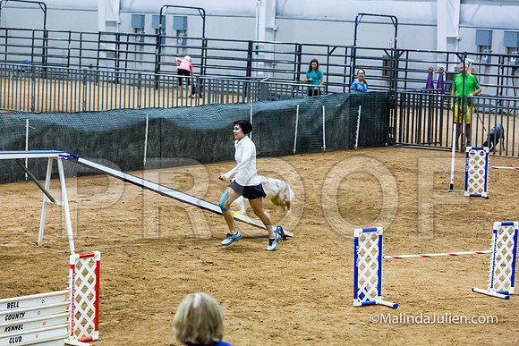Agility STD Sun 20 Prem Australian Shepherd River-JJJ_8924-HR3