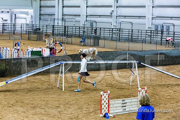 Agility STD Sun 20 Prem Australian Shepherd River-JJJ_8927-HR3