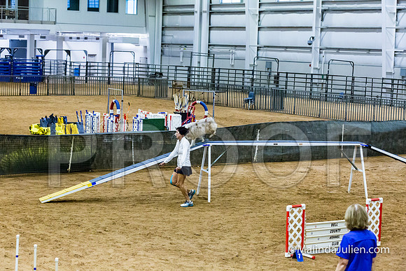 Agility STD Sun 20 Prem Australian Shepherd River-JJJ_8928-HR3