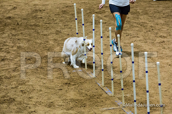 Agility STD Sun 20 Prem Australian Shepherd River-JJJ_8930-HR3