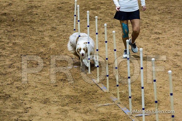 Agility STD Sun 20 Prem Australian Shepherd River-JJJ_8931-HR3