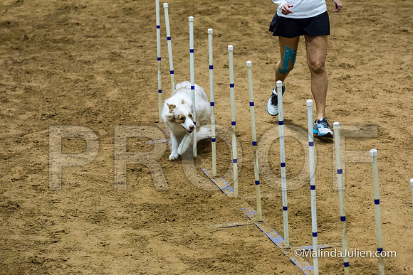Agility STD Sun 20 Prem Australian Shepherd River-JJJ_8932-HR3
