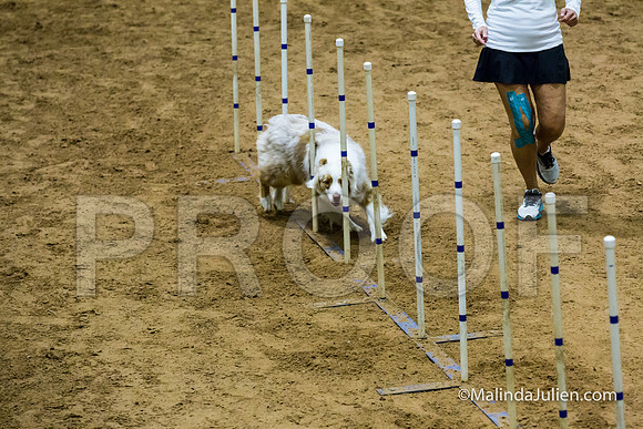 Agility STD Sun 20 Prem Australian Shepherd River-JJJ_8935-HR3