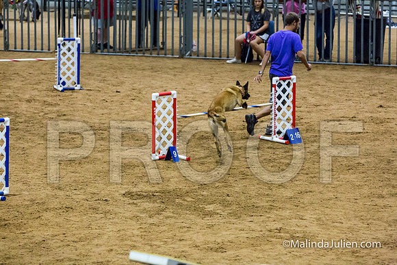 Agility STD Sun 20 Prem Belgian Malinois Cazzi-JJJ_8783-HR3