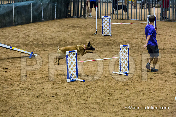 Agility STD Sun 20 Prem Belgian Malinois Cazzi-JJJ_8792-HR3