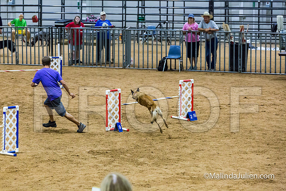 Agility STD Sun 20 Prem Belgian Malinois Cazzi-JJJ_8793-HR3