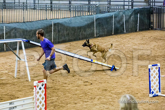 Agility STD Sun 20 Prem Belgian Malinois Cazzi-JJJ_8794-HR3