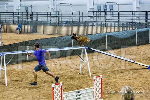 Agility STD Sun 20 Prem Belgian Malinois Cazzi-JJJ_8795-HR3