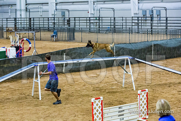 Agility STD Sun 20 Prem Belgian Malinois Cazzi-JJJ_8796-HR3