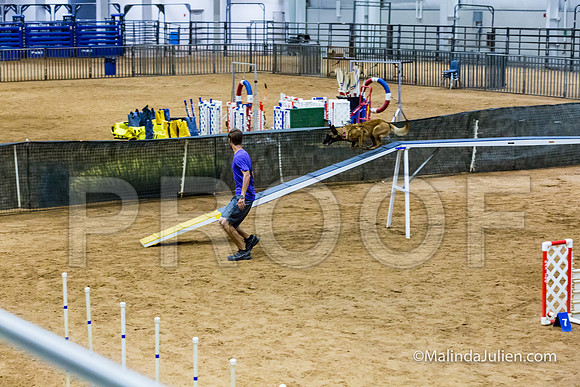 Agility STD Sun 20 Prem Belgian Malinois Cazzi-JJJ_8797-HR3