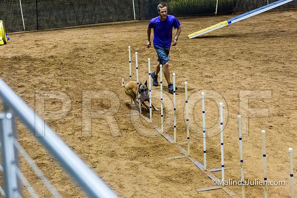 Agility STD Sun 20 Prem Belgian Malinois Cazzi-JJJ_8799-HR3