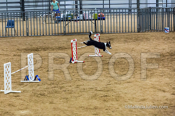Agility STD Sun 20 Prem Border Collie Flare-JJJ_8885-HR3