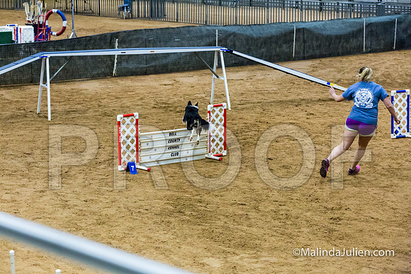 Agility STD Sun 20 Prem Border Collie Flare-JJJ_8888-HR3