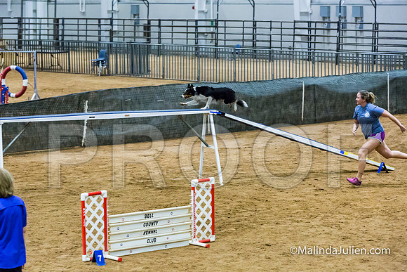 Agility STD Sun 20 Prem Border Collie Flare-JJJ_8893-HR3