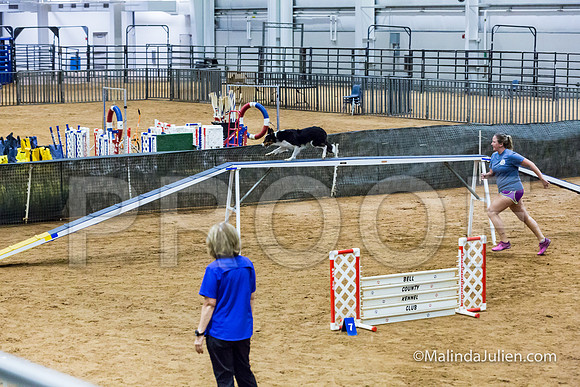 Agility STD Sun 20 Prem Border Collie Flare-JJJ_8895-HR3