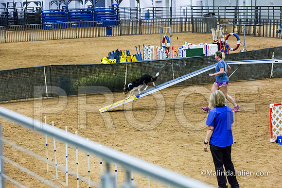 Agility STD Sun 20 Prem Border Collie Flare-JJJ_8897-HR3