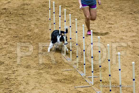 Agility STD Sun 20 Prem Border Collie Flare-JJJ_8900-HR3