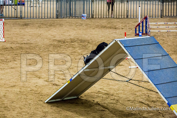 Agility STD Sun 20 Prem Border Collie Flare-JJJ_8905-HR3