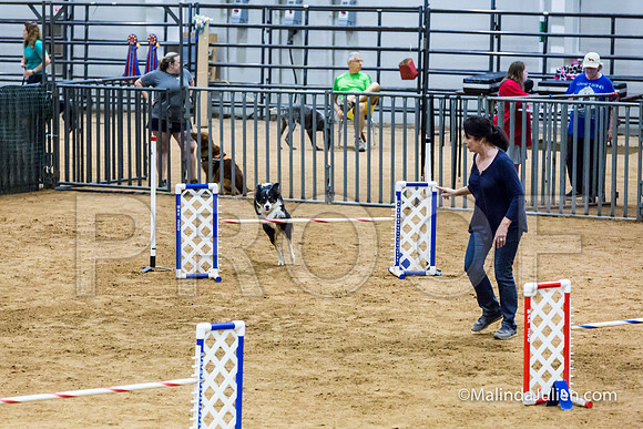 Agility STD Sun 20 Prem Border Collie Shiloh-JJJ_8848-HR3