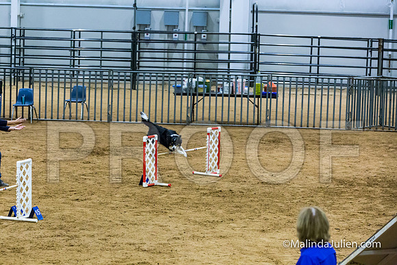 Agility STD Sun 20 Prem Border Collie Shiloh-JJJ_8851-HR3