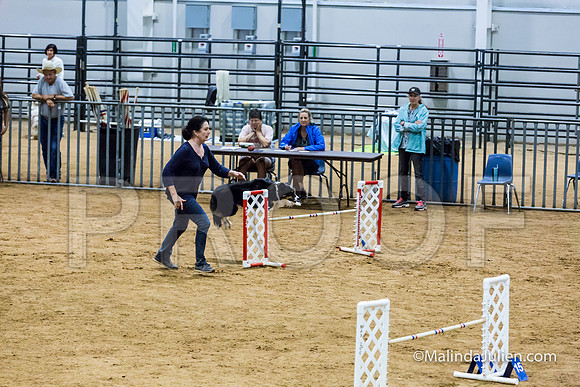 Agility STD Sun 20 Prem Border Collie Shiloh-JJJ_8850-HR3