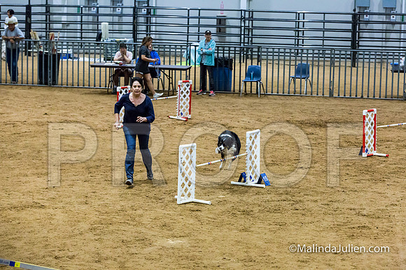 Agility STD Sun 20 Prem Border Collie Shiloh-JJJ_8852-HR3