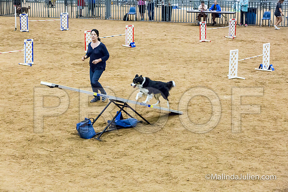 Agility STD Sun 20 Prem Border Collie Shiloh-JJJ_8853-HR3