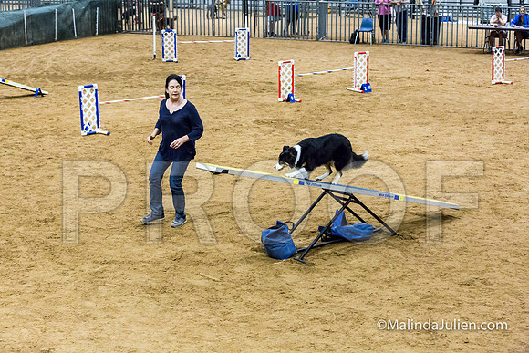 Agility STD Sun 20 Prem Border Collie Shiloh-JJJ_8855-HR3
